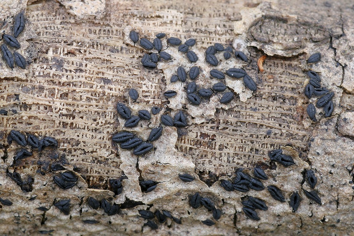 skulinatník jasanový – Hysterographium fraxini, Holíč, SK - foto: Ladislav Špeta