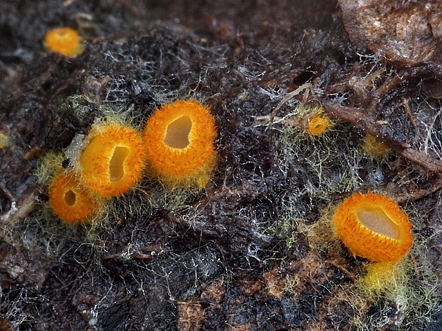 pavučinovka zlatožlutá - Arachnopeziza aurelia, Chebsko - foto: Miroslav Tauš