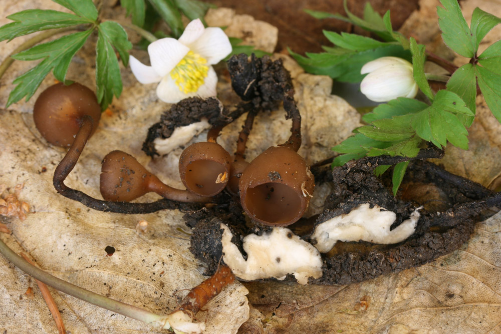 hlízenka sasanková – Dumontinia tuberosa, plodnice včetně sklerocia, Bohdalovice - foto: Petr Hampl