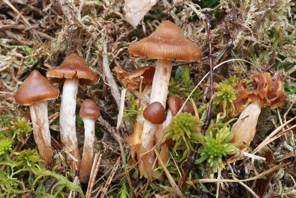 pavuinec mokadn  Cortinatius tubarius, Dlouh louka, foto: Z. Hjek
