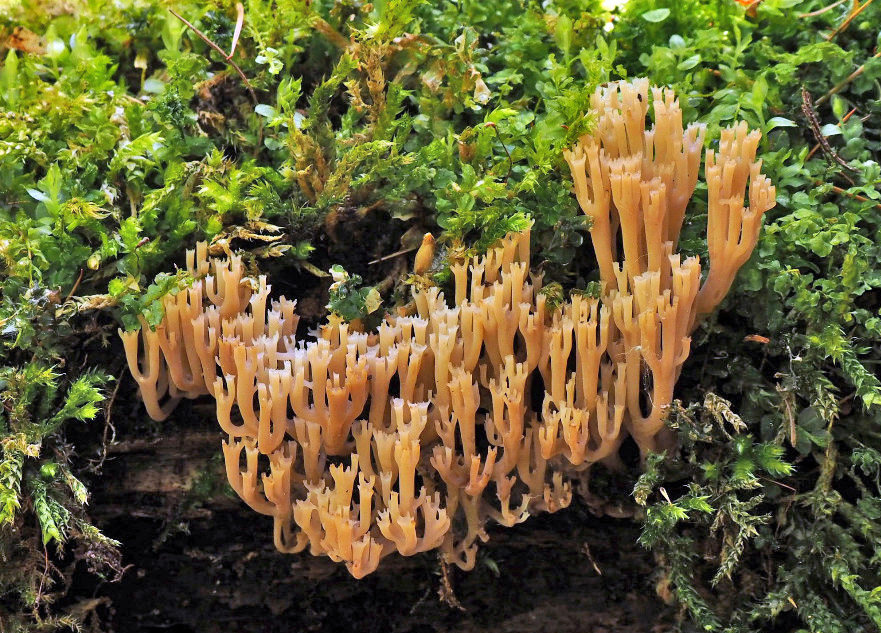 korunokyjka svícnovitá - Artomyces pyxidatus, Podorlicko - foto: Pavel Petelík