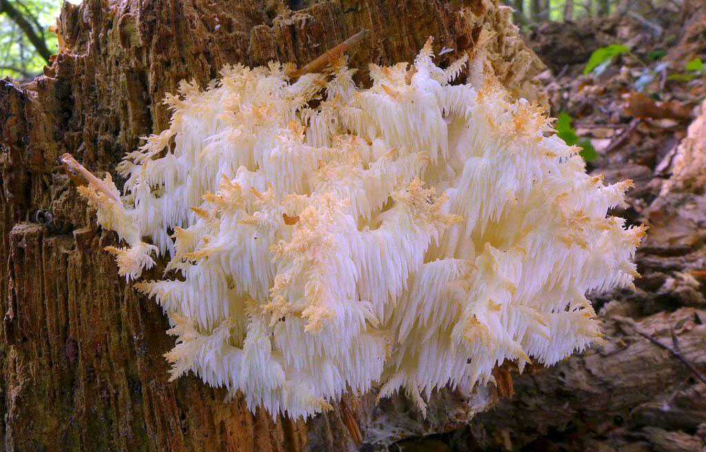 korálovec bukový - Hericium flagellum, Šumava - foto: Petr Souček