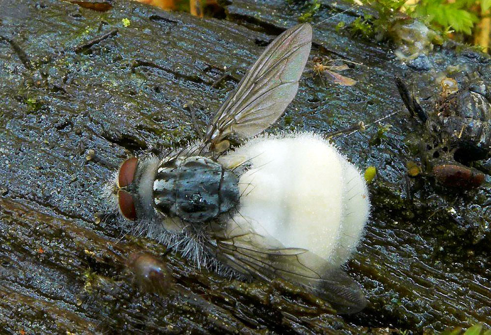 hmyzomorka muší - Entomophthora muscae, Čechtice - foto: Petr Souček