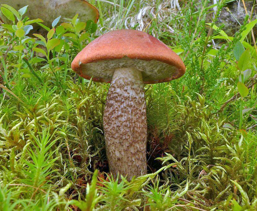 křemenáč smrkový - Leccinum piceinum, Šumava - Červený seznam ohrožených druhů, kategorie NT - foto: Petr Souček