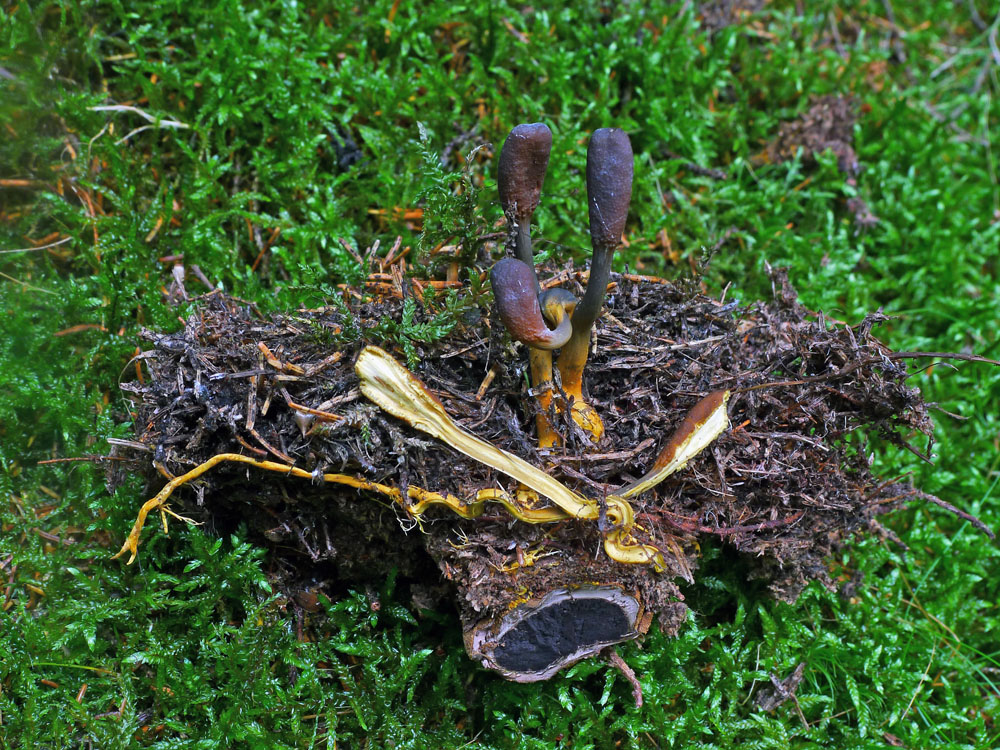 housenice cizopasná – Elaphocordyceps ophioglossoides - a její hostitel jelenka obecná – Elaphomyces granulatus - foto: Aleš Vít
