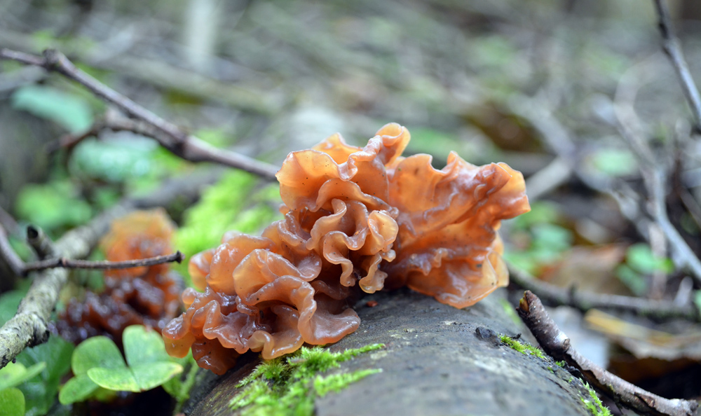 rosolovka listovitá – Tremella foliacea - foto: Karolína Turnovcová 