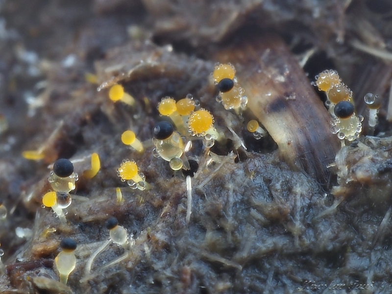 měchomršť krystalický – Pilobolus crystallinus - foto: Miroslav Tauš