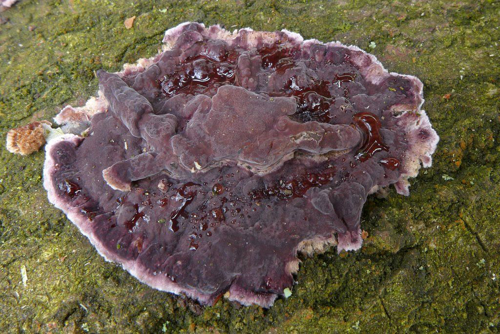pevník nachový – Chondrostereum purpureum - foto: Petr Souček