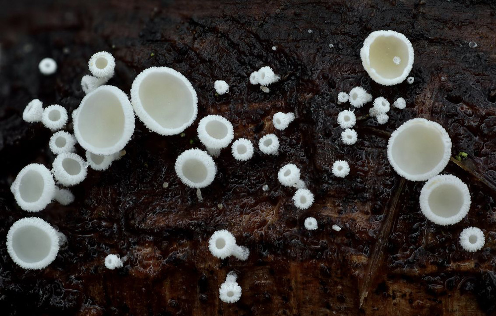 chlupáček bělostný – Lachnum virgineum - foto: Petr Včelička 