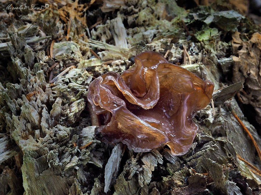 rosolovka listovitá – Tremella foliacea - foto: Miroslav Tauš