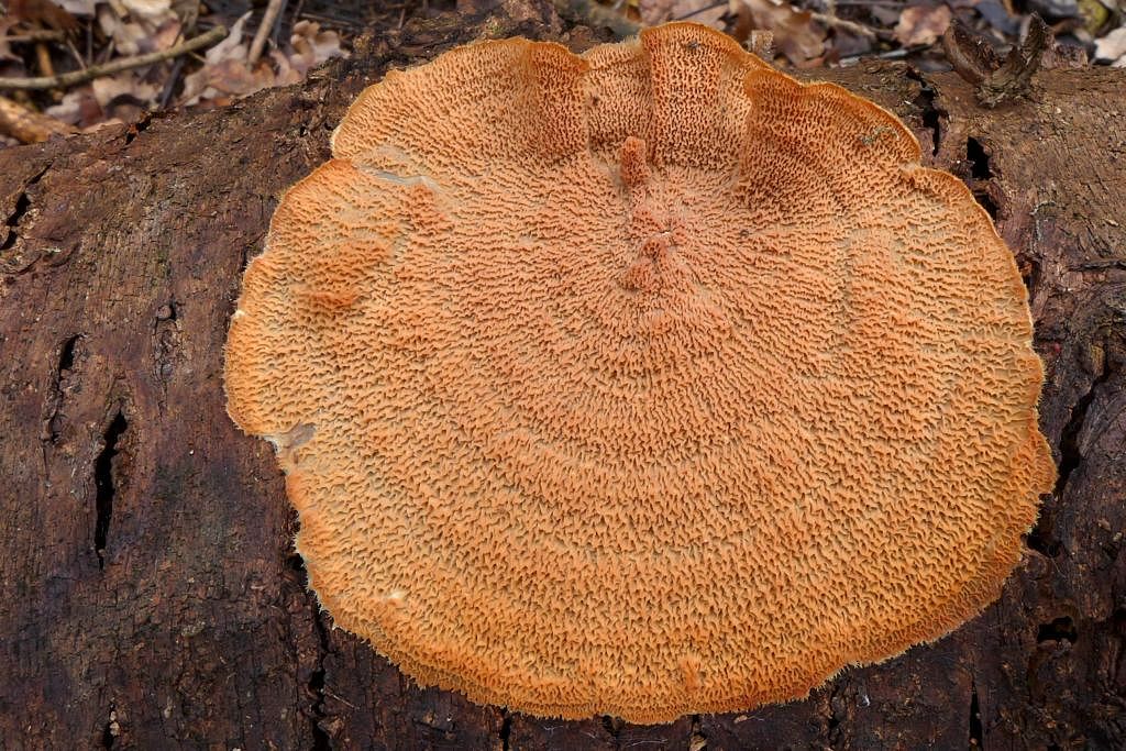 dřevokaz rosolovitý – Merulius tremellosus - foto: Petr Souček