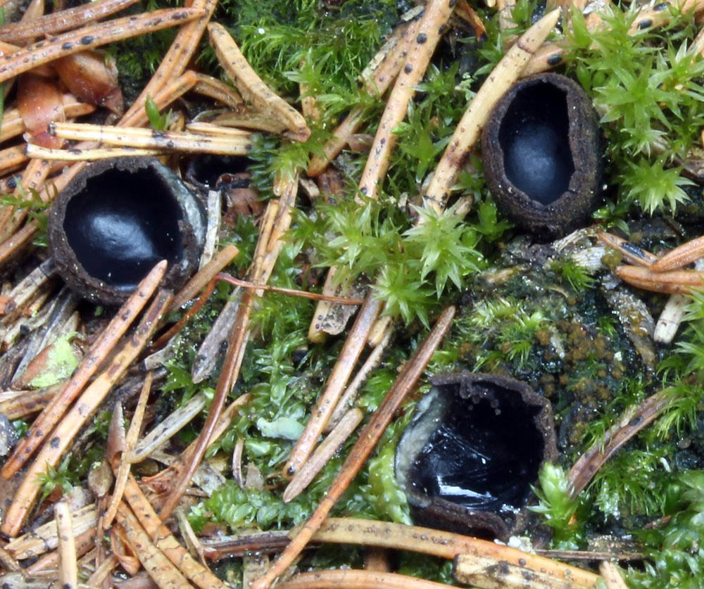 ušíčko černé – Pseudoplectania nigrella - foto: Jana Pravcová