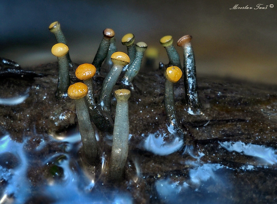 míhavka vodní – Vibrissea truncorum - foto: Miroslav Tauš