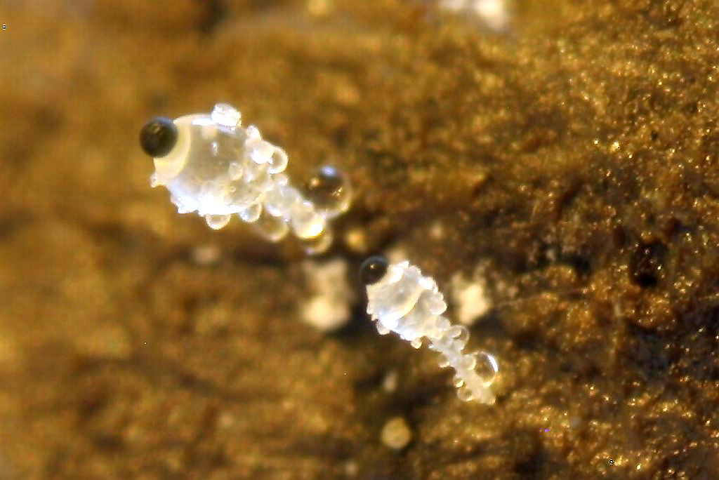 měchomršť krystalický – Pilobolus crystallinus - foto: Oldřich Jindřich