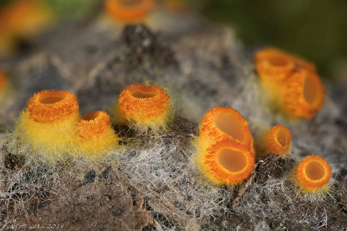 pavučinovka zlatožlutá – Arachnopeziza aurelia - foto: Petr Včelička