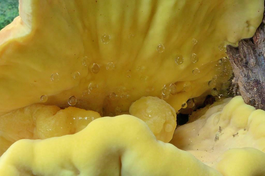sírovec žlutooranžový – Laetiporus sulphureus, Kolovraty - foto: Petr Souček