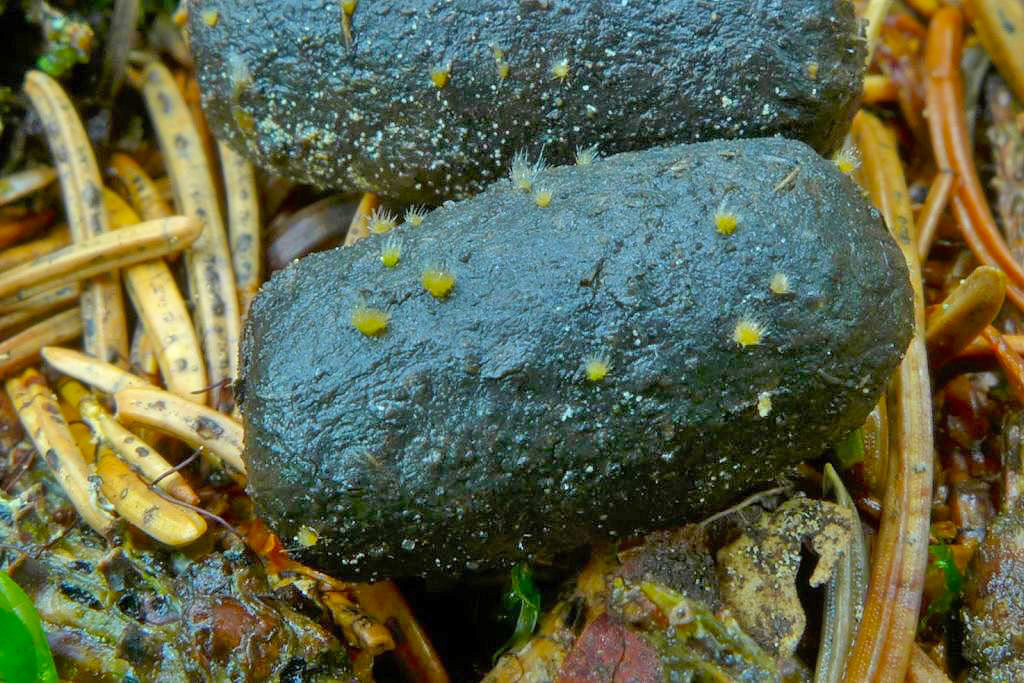 brvník štětinkatý – Lasiobolus ciliatus, Šumava - foto: Petr Souček 