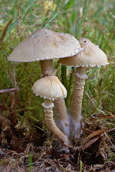 zrnivka ralo - Cystoderma carcharias - foto: Martin Slavinsk