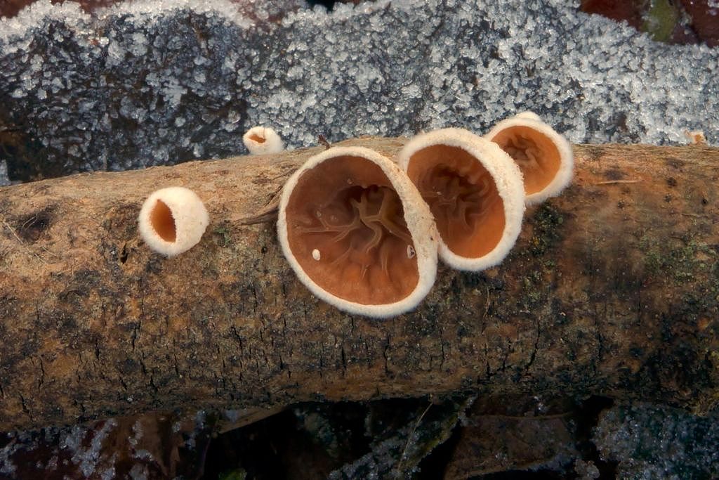 mušlovka plstnatá (Schizophyllum amplum) - foto: Petr Souček