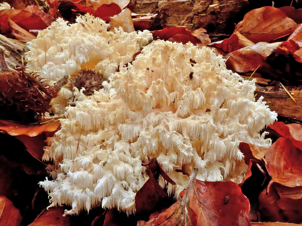 korálovec bukový – Hericium clathroides, Ralsko - foto: Jiří Vondrouš