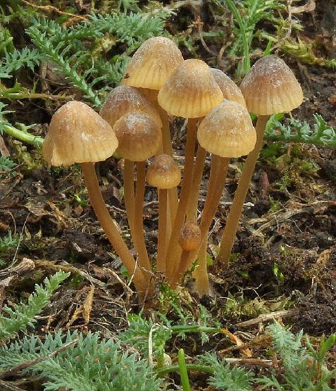 helmovka hndobit  Mycena olivaceomarginata, Kraskov - foto: Jana Pravcov