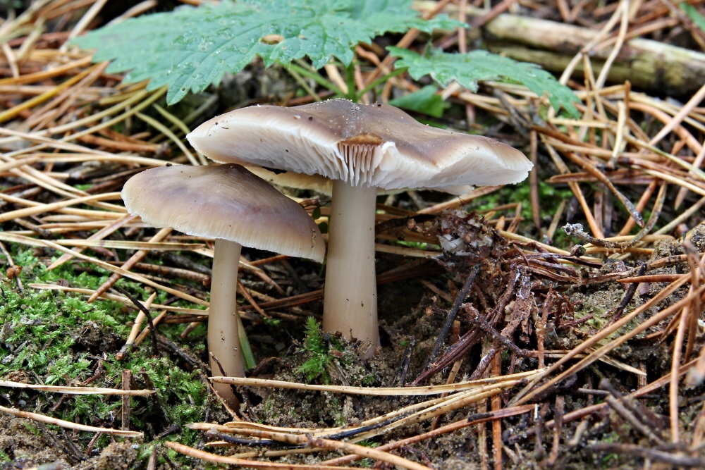 penízovka máslová kuželovitá – Rhodocollybia butyracea f. asema, Bzenecko - foto: Ladislav Špeta