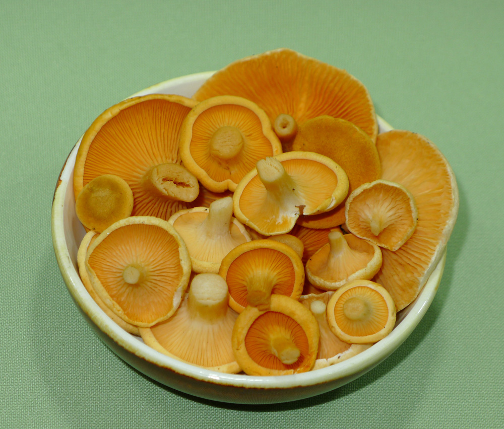 lištičky pomerančové v kuchyni - foto: Aleš Vít 