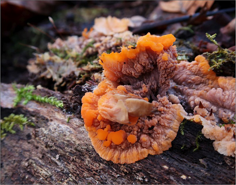 žilnatka oranžová – Phlebia radiata, Českokrumlovsko - foto: Věra Hyráková