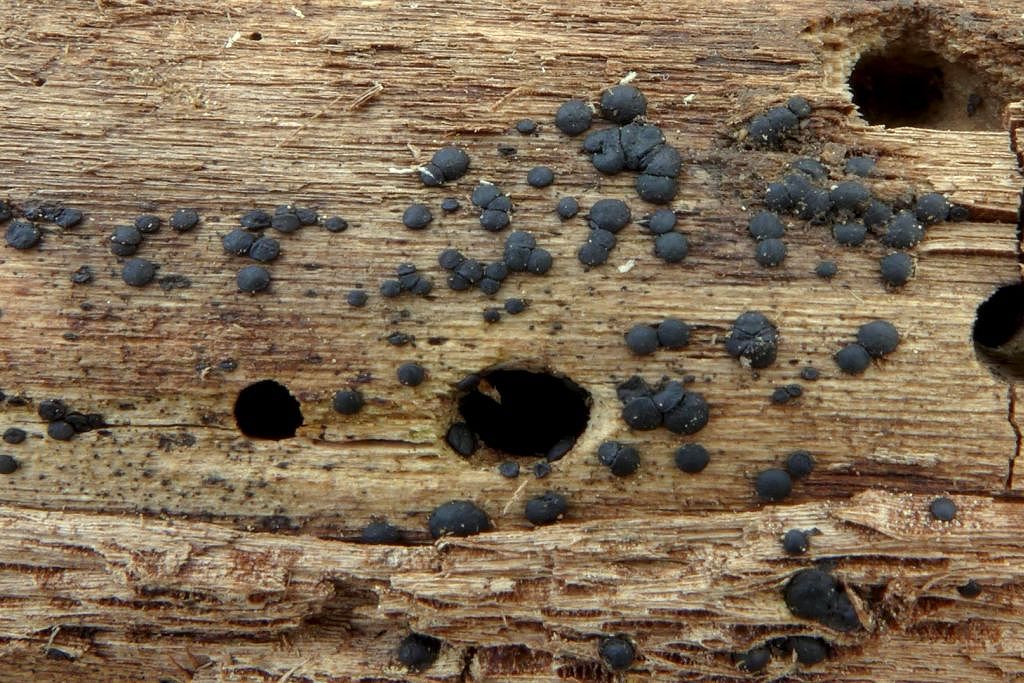 miskovitka černavá (Patellaria atrata) - foto: Petr Souček