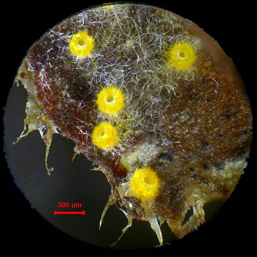 pavučinovka zlatožlutá – Arachnopeziza aurelia, Benešovsko - foto: Petr Souček 