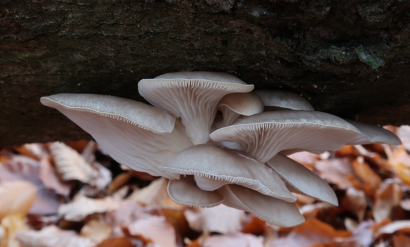 Ilusrtan foto: hlva plicn (Pleurotus pulmonarius) - foto: Markta Vlkov