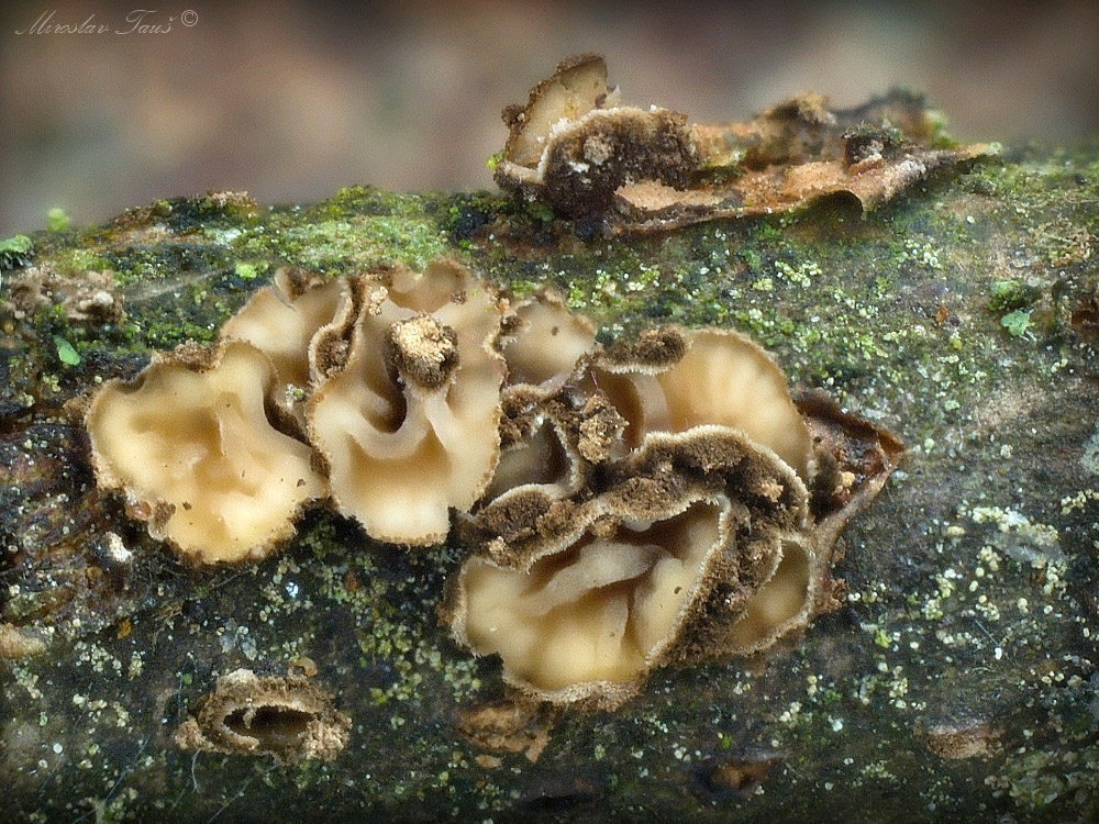 cenangium dubové – Cenangiopsis quercicola, Strakonicko - foto: Miroslav Tauš