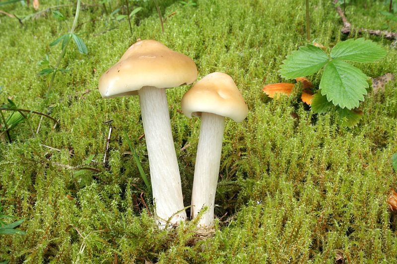 tmavoblka svtle medov  Melanoleuca strictipes, umava - foto: Oldich Jindich