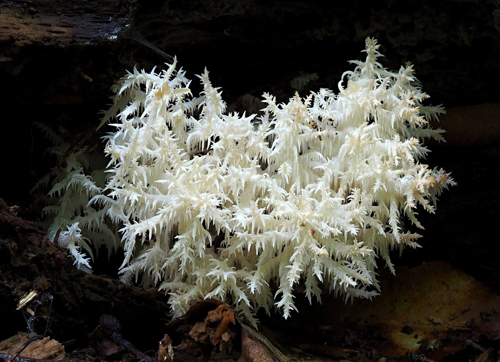 korálovec bukový – Hericium clathroides, Podorlicko - foto: Pavel Petelík