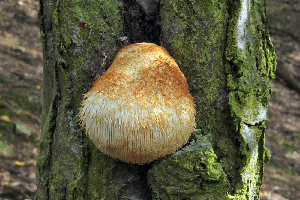 korálovec ježatý – Hericium erinaceus, Plzeňsko - foto: Zdeněk Hájek