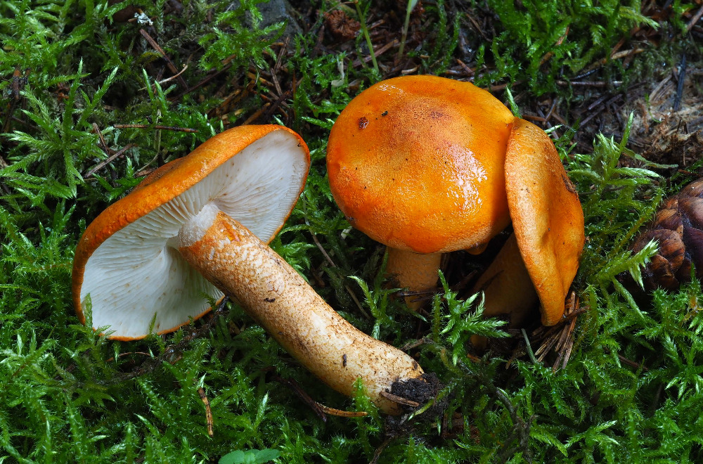 čirůvka oranžová – Tricholoma aurantium, Podorlicko - foto: Pavel Petelík