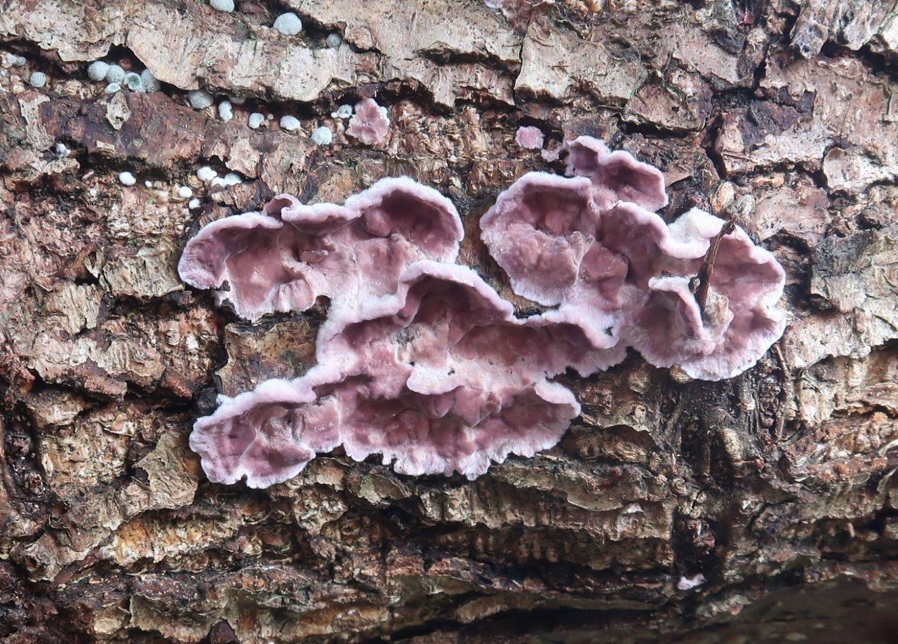 pevník nachový (Chondrostereum purpureum) - foto: Markéta Vlčková