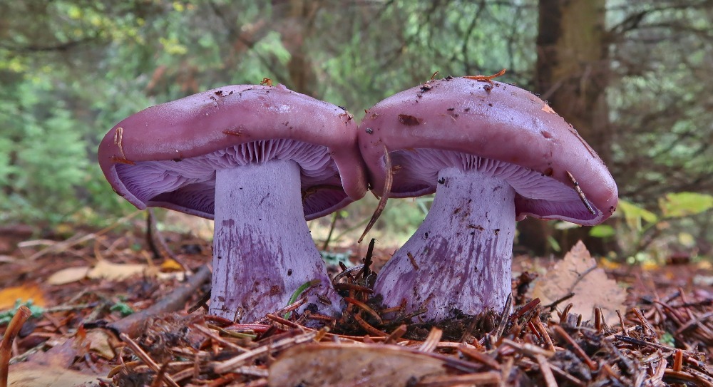 čirůvka fialová – Lepista nuda, Slavkovský les - foto: Miloš Krčil