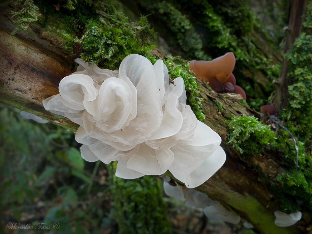 ucho Jidášovo bílá forma – Auricularia auricula-judae, Chebsko - foto: Miroslav Tauš