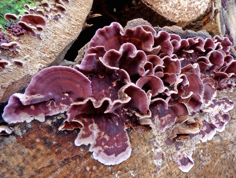 pevník nachový – Chondrostereum purpureum, Ralsko - foto: Jiří Vondrouš