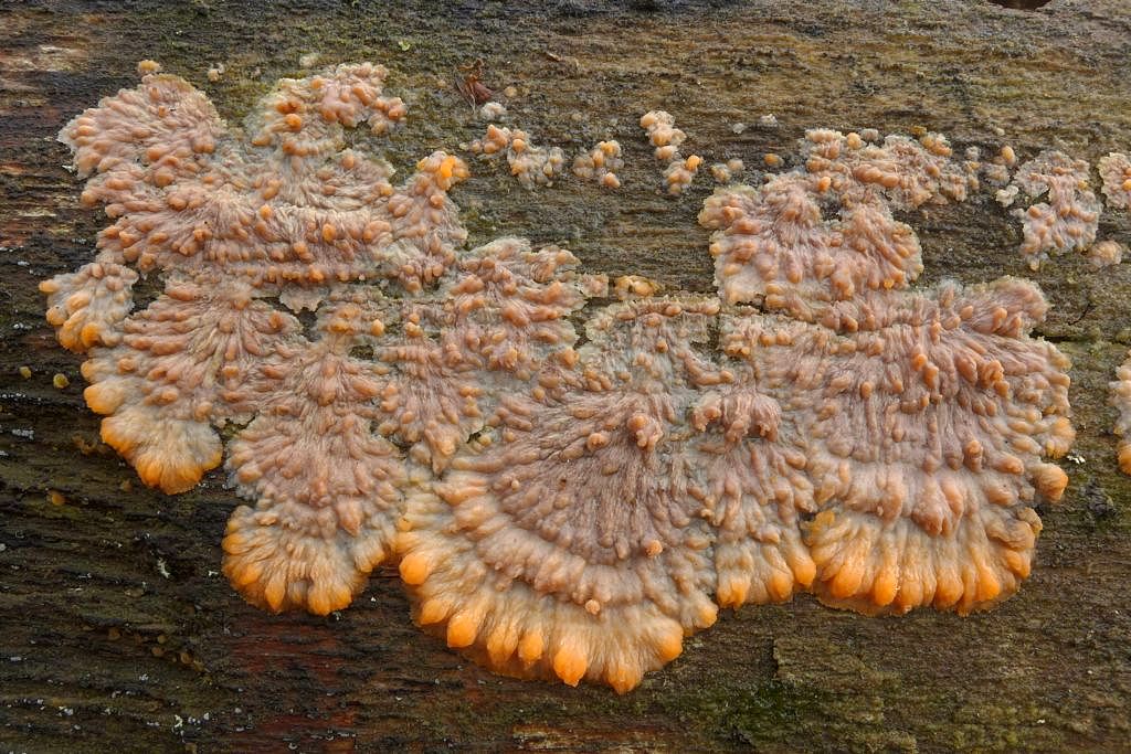 žilnatka oranžová – Phlebia radiata, Voděradské bučiny - foto: Petr Souček