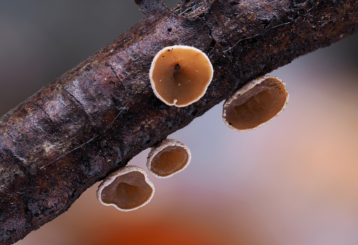 mušlovka plstnatá – Schizophyllum amplum, Kladensko - foto: Martin Petrák