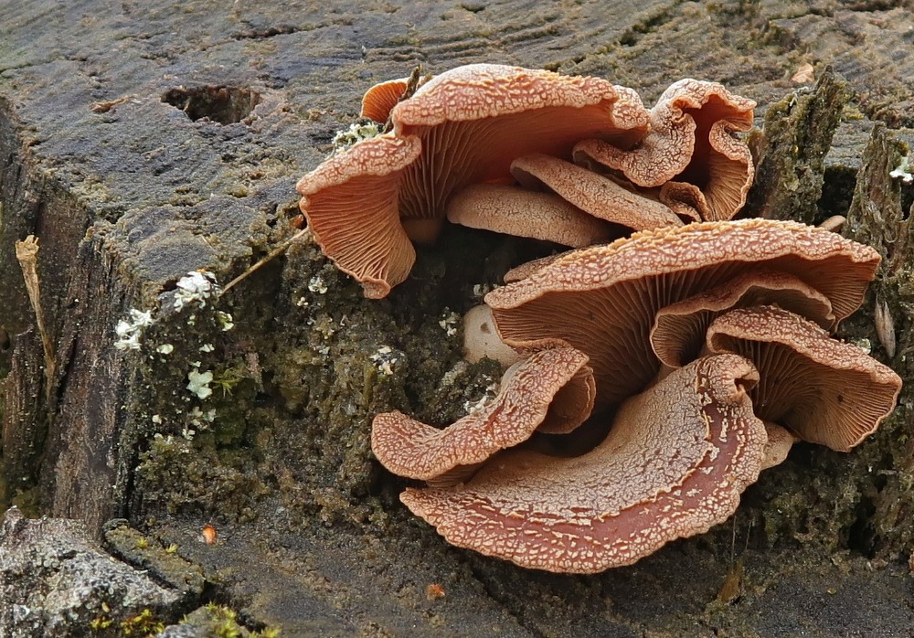 pařezník obecný – Panellus stipticus - Chebsko - foto: Miloš Krčil