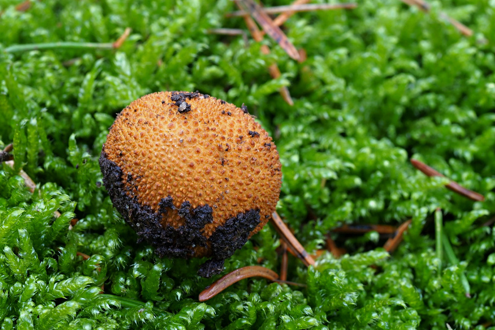 jelenka pestrá – Elaphomyces muricatus - Podorlicko - foto: Pavel Petelík