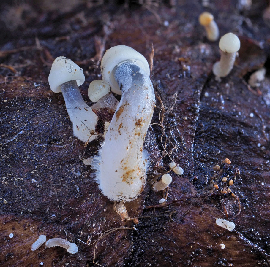 helmovka šiškomilná – Mycena strobilicola - Kladensko - foto: Martin Petrák