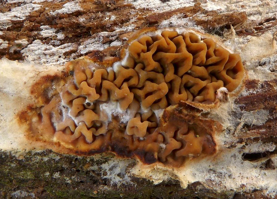 dřevomorka lesní – Serpula himantioides, Vlašimsko - foto: Petr Souček