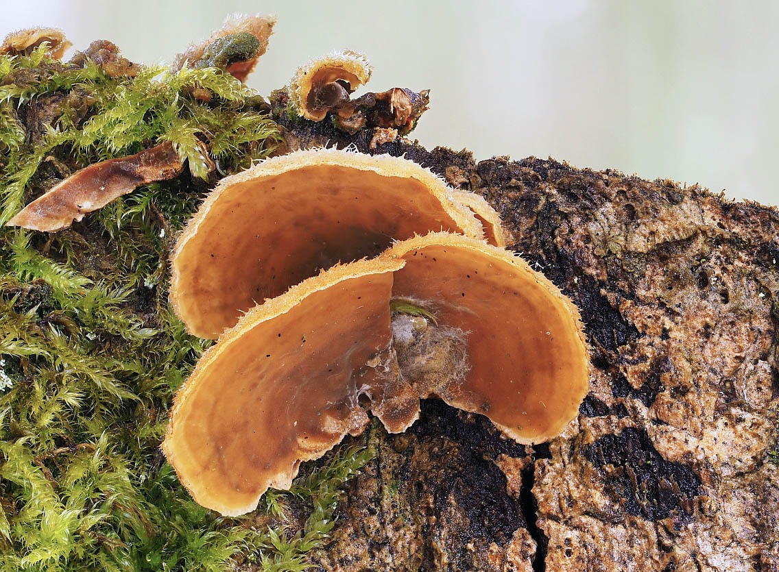 pevník chlupatý – Stereum hirsutum, Kladensko - foto: Martin Petrák 
