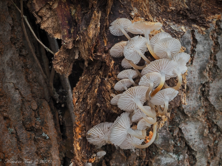 helmovka pařezová – Mycena tintinnabulum, Chebsko - foto: Miroslav Tauš