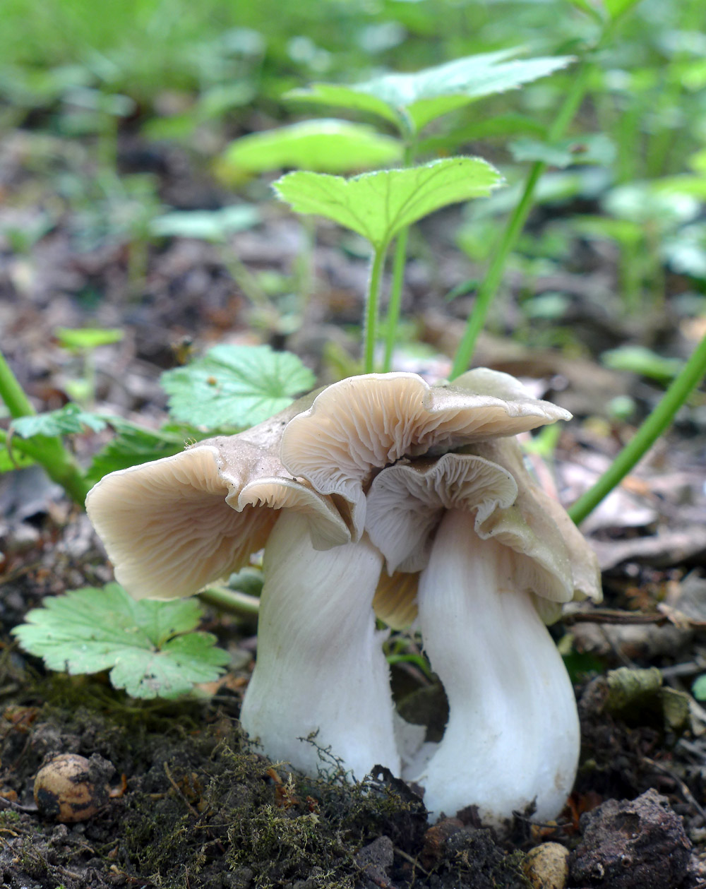 i houby mají svůj měsíc lásky - foto: Aleš Vít