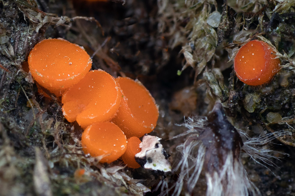 oranžovka vřetenovýtrusá – Inermisia fusispora - Salaš - foto: Milan Němčický